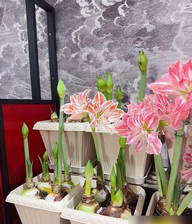 真香, 普货也能开, 就像我邻居